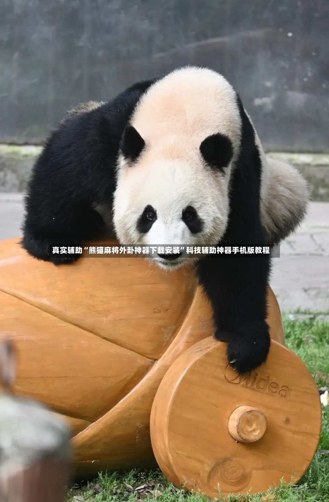 真实辅助“熊猫麻将外卦神器下载安装”科技辅助神器手机版教程