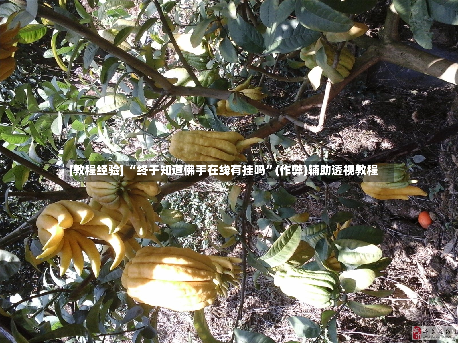 [教程经验] “终于知道佛手在线有挂吗	”(作弊)辅助透视教程-第2张图片
