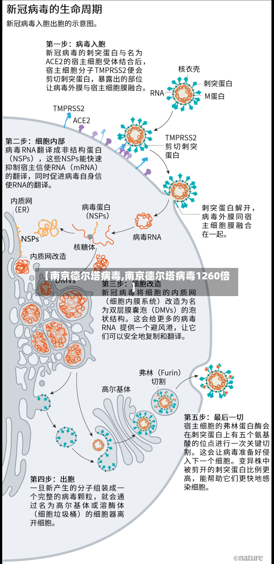【南京德尔塔病毒,南京德尔塔病毒1260倍】-第2张图片