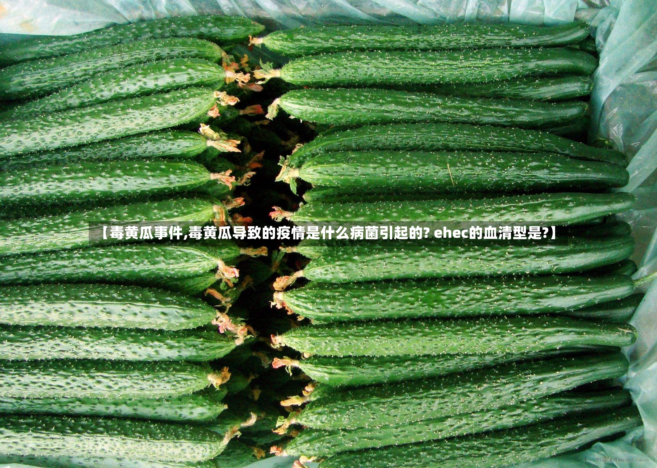 【毒黄瓜事件,毒黄瓜导致的疫情是什么病菌引起的? ehec的血清型是?】-第2张图片
